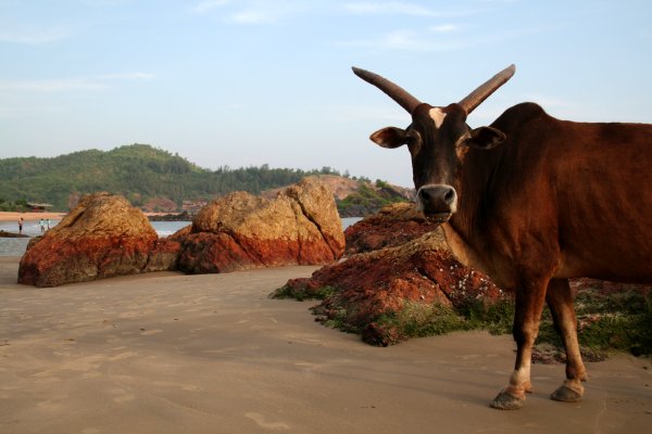 Om Beach, Gokarna
