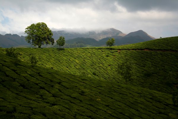Munnar

